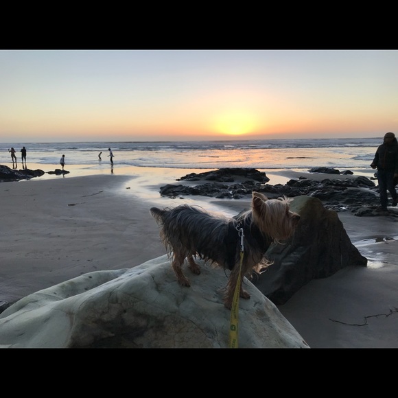 We R Posh Ambassadors ⭐️🐾🛍🥰🙌🏽💚 - Picture 4 of 5